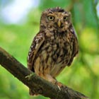 little owl
